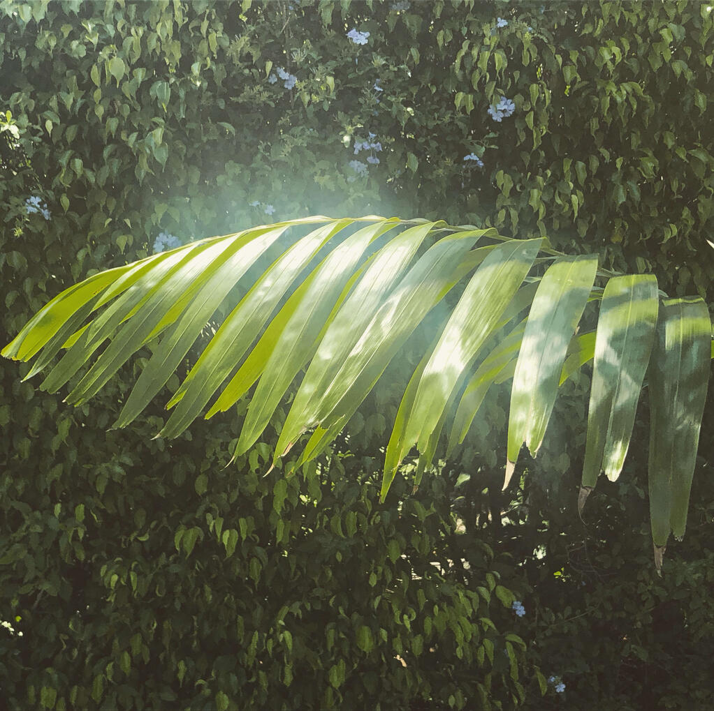 Glowing Frond || 2018 || by Nate DeWaele